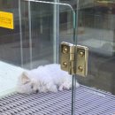 세종멍냥월드 강아지고양이분양 애견샵 | 대전강아지분양 더펫 유성본점, 대전·세종·청주에서 안심하고 만나는 전문 분양 시스템