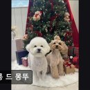 평택 애견미용 살롱 드 쭈 | (평택, 강아지, 고양이, 애견미용, 추천!) 살롱 드 몽뚜 평택 강아지 미용, 편안한 공간