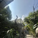 16코스 | 치앙마이 파인다이닝 태국미식여행 'B sam cook home 16' (예약, 코스요리 런치 후기)