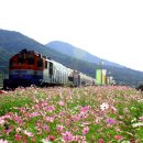 코스모스여화 이미지