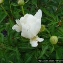 꽃 꿀방 이미지