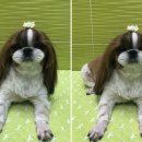 애플동물병원 이미지