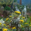 갯국화(Chrysanthemum pacificum) 이미지