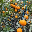 길자농장 이미지