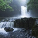 제주 신례리 왕벚나무 자생지 이미지