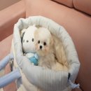 럽댕 강아지분양 이미지