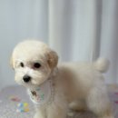 도그보니타 이미지