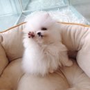 제이애견샵 이미지