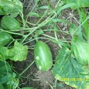 화 농장 이미지