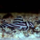 디스커스코리아 이미지