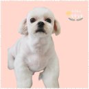 멍뭉살롱 이미지