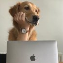 도그시장 이미지