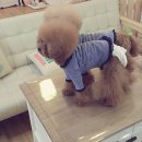 똥강아지 이미지