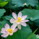 울미연꽃마을 이미지