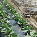 흙과삶농장 이미지