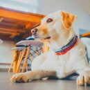 로얄동물병원 이미지