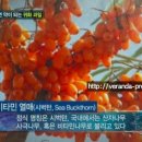 비타민나무 - 서구 | 비타민나무