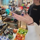 닭치시오 이미지