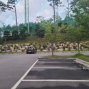 기장동원로얄골프장 이미지