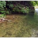 딩동댕애견스파풀빌라 이미지