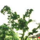 조안2리 | 경기 양평 양수역~구리한강시민공원