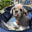 멍멍쁘띠샵 이미지