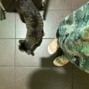 돈탄정 | [말레이시아/코타키나발루 여행] 넥서스 리조트, 사피섬 호핑투어, 탄중아루 선셋, 야시장 망고보이