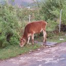 소들의 천국 이미지