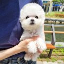 강아지분양 멍블랑 인천청라본점 이미지