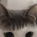 그린닭갈비 이미지