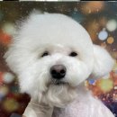 꼬맹이네 멍발소 이미지