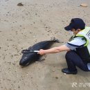 송정솔바람해변 네이버블로그