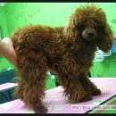 방울이네 펫살롱 이미지