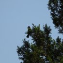 5/12 측백나무에 앉은 직박구리 (은평구 봉산 생태모니터링-조류) #편백나무 확장 공사 반대 이미지