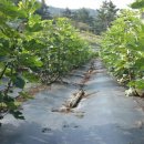 화계농장 이미지