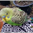 잉꼬농원 이미지