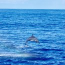 돌고래 이미지