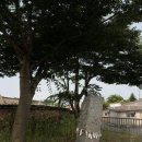 NR-31[새마을로]-상-328 | 고창 오거리 당산(高敞五巨里堂山)