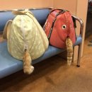 메이플동물병원 이미지