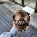꼬리치는강아지 | 솔직 후기! 왕십리강아지분양, 브리더클럽에서 만난 천사견 이야기