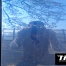 용인덴트