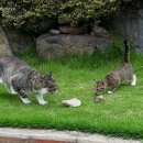 이소콘도 이미지