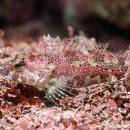 어류도감 이미지