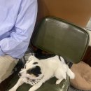 꽃길걷개 이미지