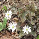 꽃그리고 이미지