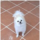 곁에 있을개 이미지