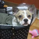 주식회사 퍼피아울렛 네이버블로그