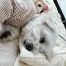 제라펫 | 노견 유산균, 펫 유산균으로 건강 챙겨주는 노하우