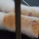 독립문동물병원 이미지