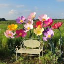 요요플라워 | 가을 축제_ 코스모스 자이언트 플라워 포토존 대여 안내